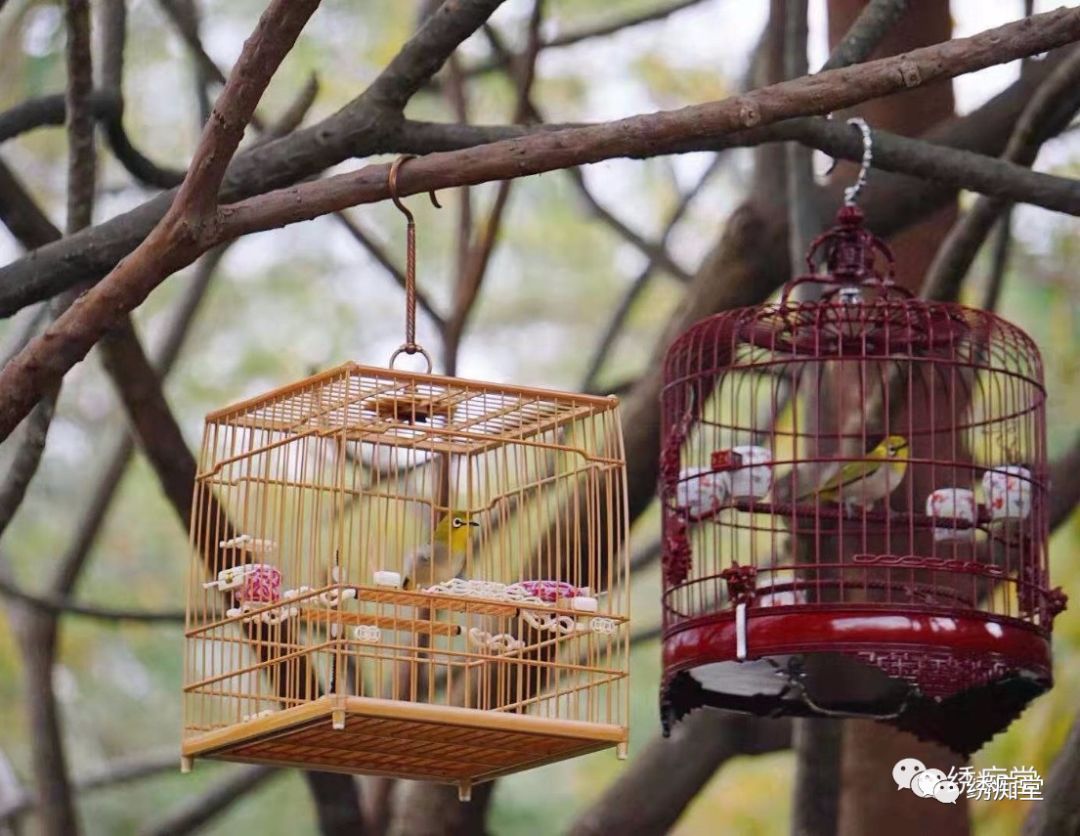 怎么分辨绣眼公母,绣眼一个月怎么判断公母