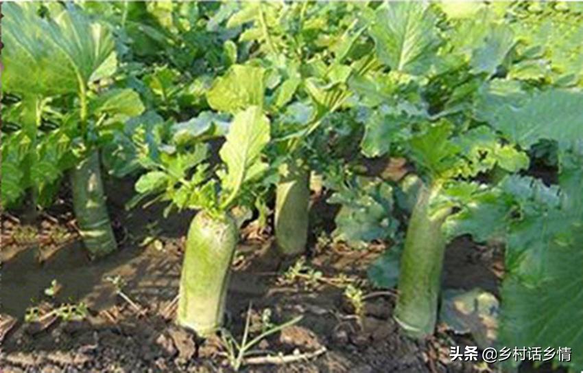 怎样种植萝卜才能使萝卜更大,怎样种大萝卜甜又脆