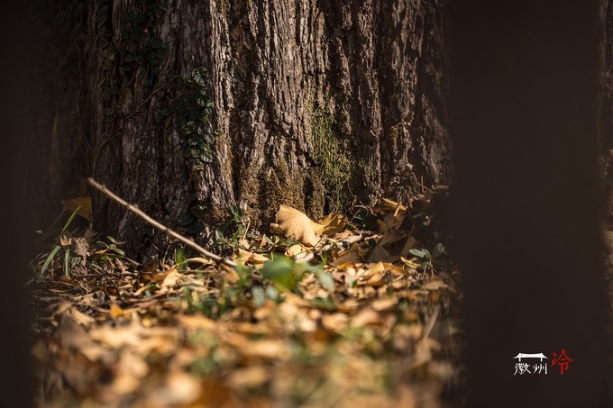 「徽州冷」宏村秋深晴少,友谊地久天