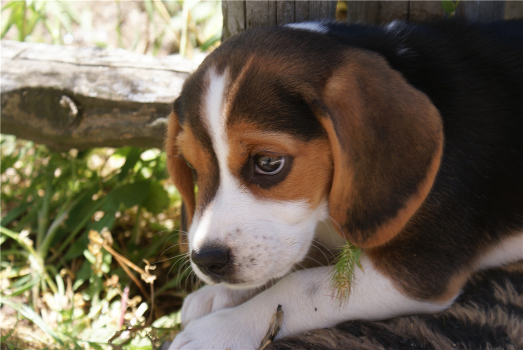 狗狗吃太咸了怎么解决,狗狗老是掉毛是不是有疥螨
