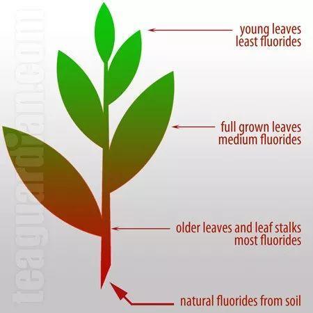 氟元素有什么作用,氟及其无机化合物对身体的危害