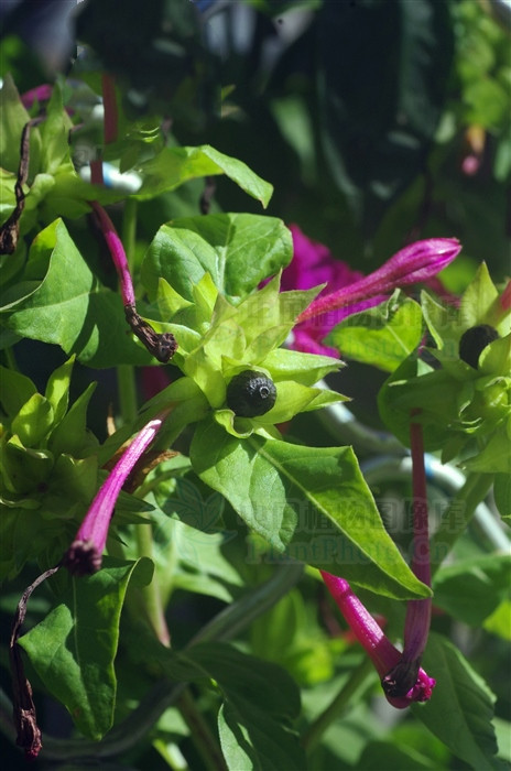 紫茉莉能治皮肤病吗,紫茉莉能祛斑吗