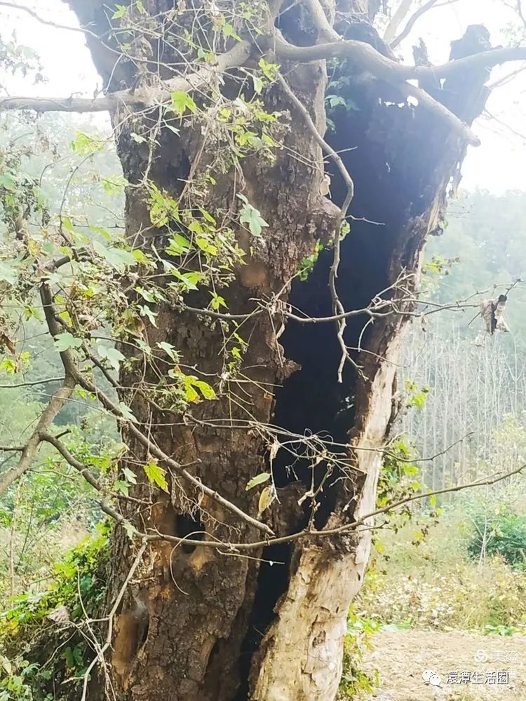 最美大浪山脚下蜂洞冲随州作者:王从伦