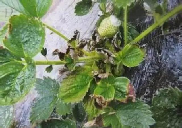 阿维菌素与杀菌剂可以混用吗,阿维菌素与杀菌剂混用