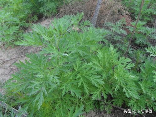 在广西农村常见的止血草,南方农村常见的止血的草