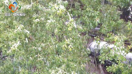 2018年1月武汉大雪,湖北武汉下大雪了吗