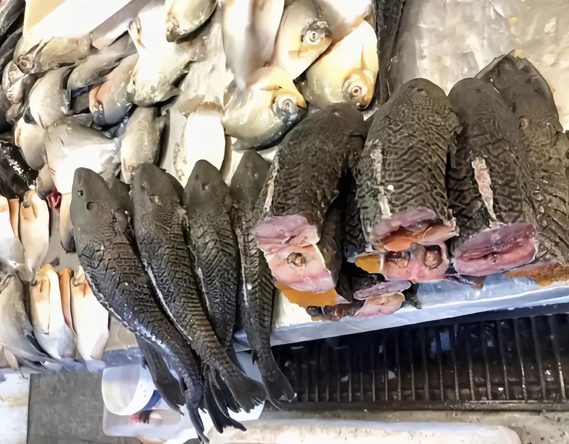 清道夫在印度的遭遇,清道夫为啥在印度