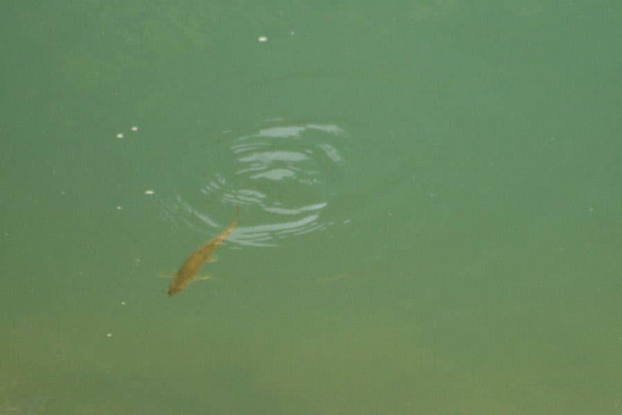 盘车冲钓赤尾,盘车冲钓青尾鲴