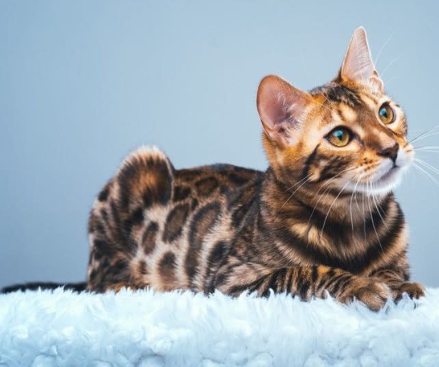 猫猫老是在猫砂盆里扒拉猫砂,为什么猫埋猫砂会扒拉猫砂盆