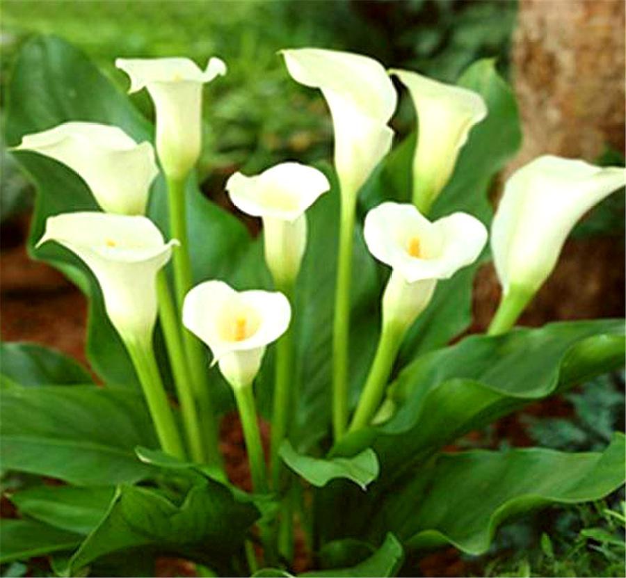 马蹄莲怎么养护什么时候开花,马蹄莲如何养护开花多