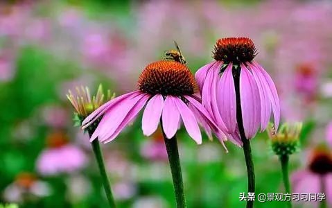 农村庭院花园效果图大全现代简约,花园设计效果图庭院180平方米