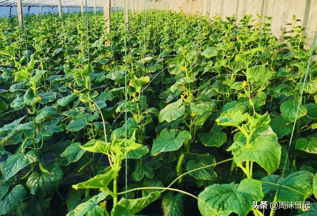 比春笋还要好吃的笋,又脆又嫩的白玉黄瓜脆