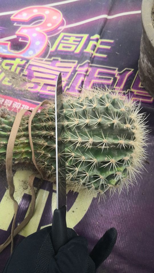 金虎长歪怎么办,金虎多少年可以长到25公分