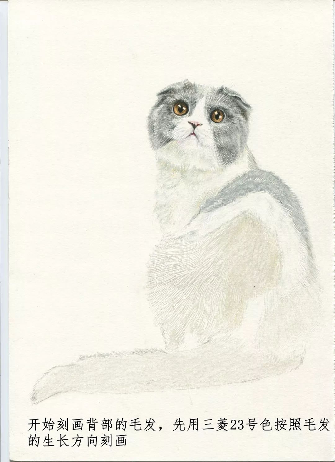 素描动物最全的收集,精微素描动物临摹高清大图