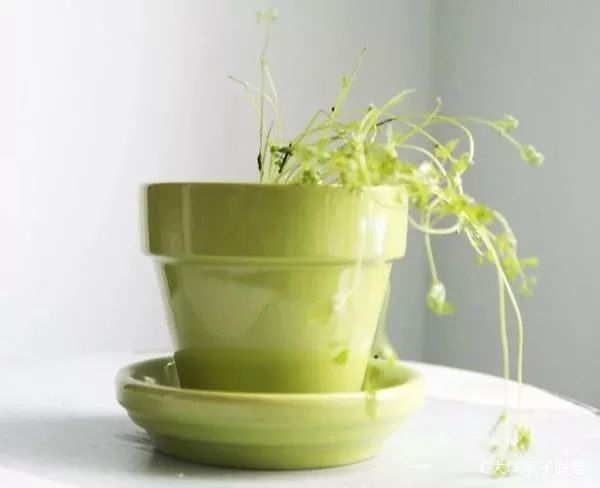 科学实验好奇心,科学入门小实验