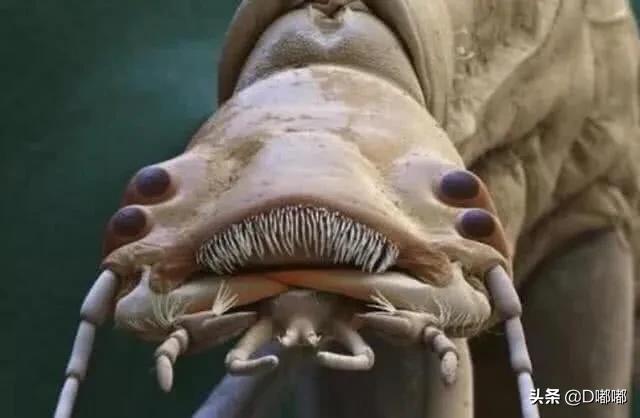 显微镜40倍分辨寄生虫,所有寄生虫在显微镜下看的样子