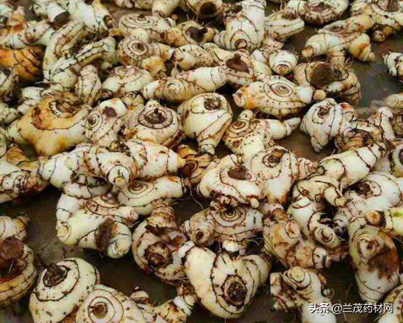 未来十年十大最佳种植前景中药材,中药材种植什么品种前景好易管理