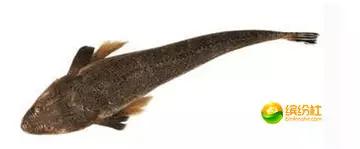 舟山海鲜代加工攻略,最全舟山海鲜攻略