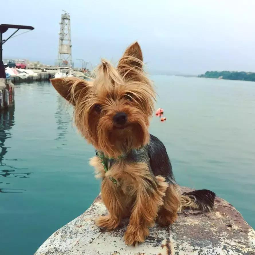 什么体型的约克夏好养,约克夏幼犬吃什么长得快