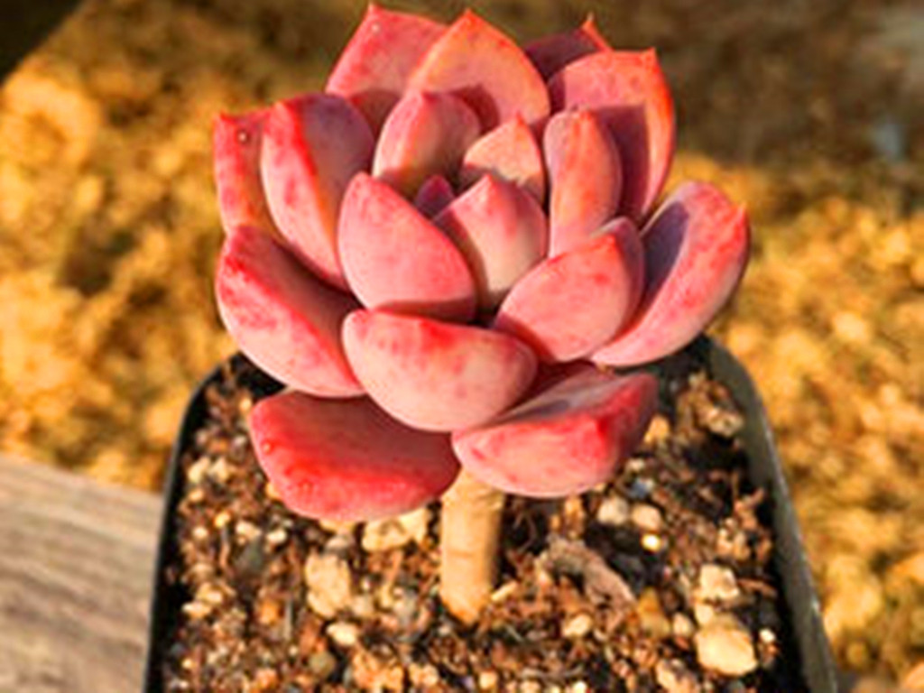 多肉水浇多了怎么办呢,多肉水浇多了怎么补救