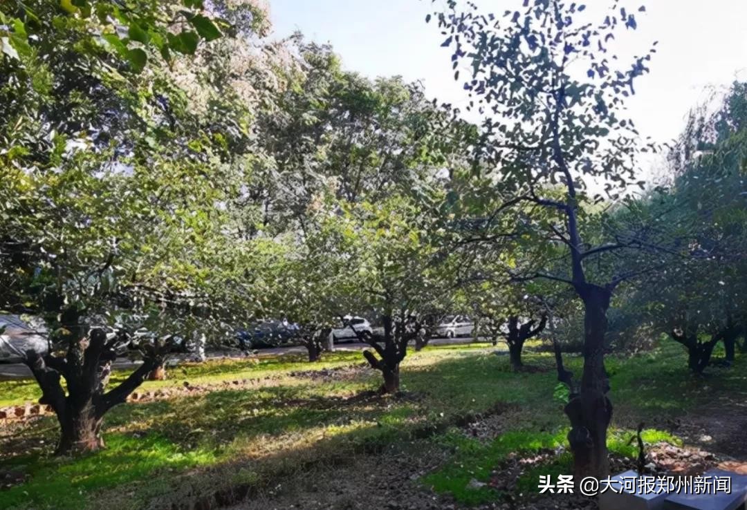 郑州最好的小区是哪个,郑州最高住宅小区在哪里