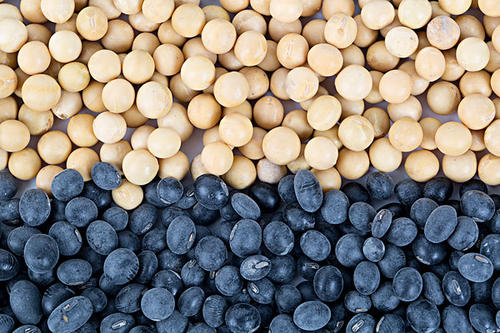 抗癌的有效食谱,抗癌的食物有哪些品种