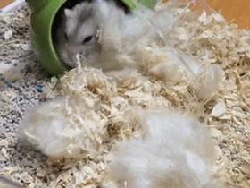 仓鼠最讨厌的是什么水果,仓鼠最讨厌主人的象征