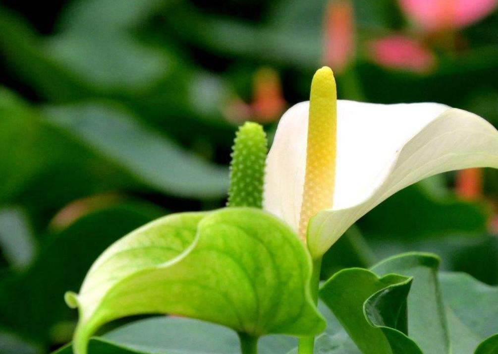 白掌怎么养才开花多,怎么促进白掌分芽