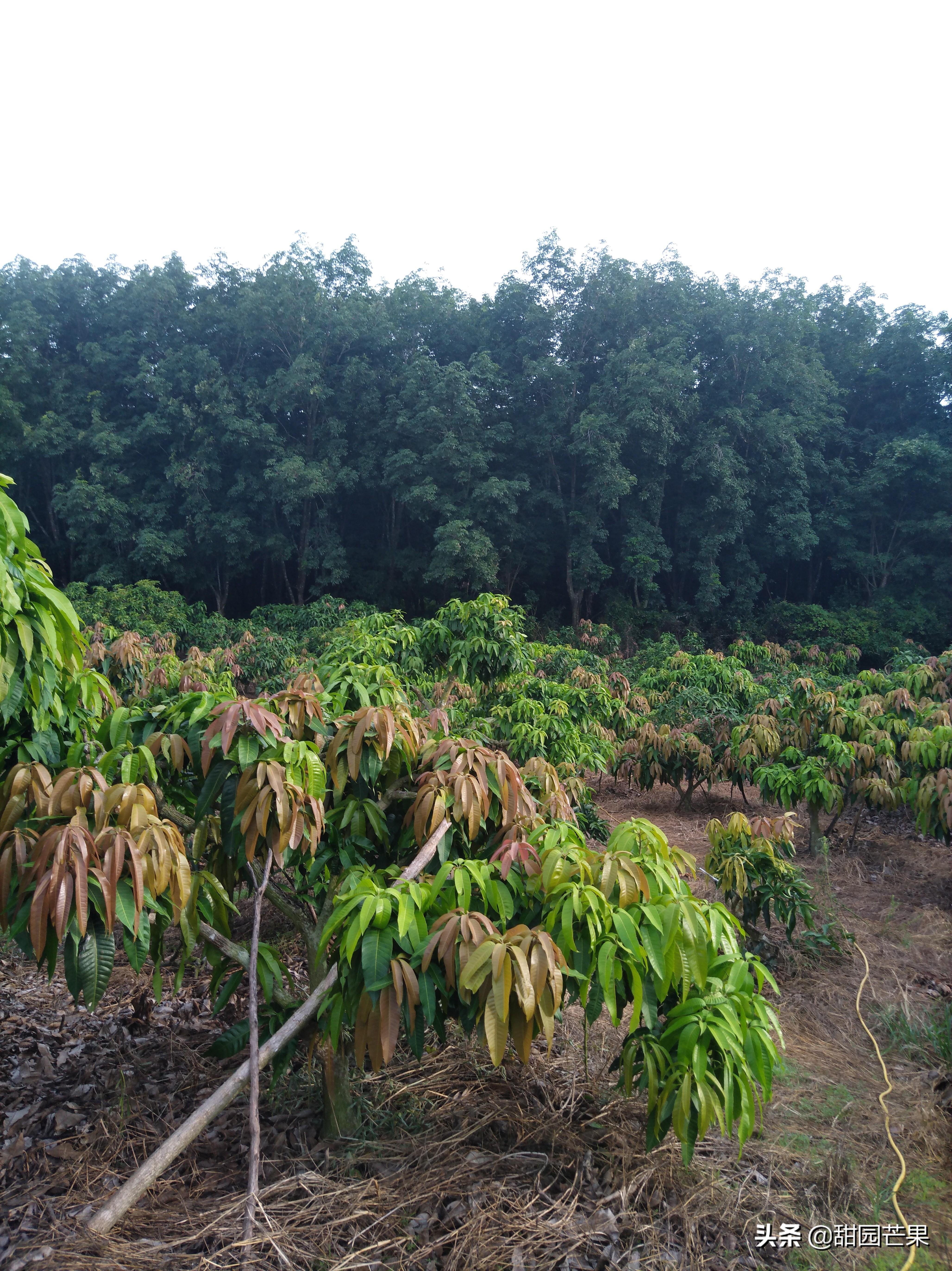 芒果最常见的病是什么病,芒果白锈病如何治疗