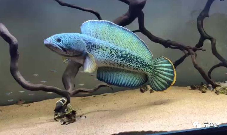 建议穷人养的10种中型观赏鱼,十大养不死的观赏鱼排名