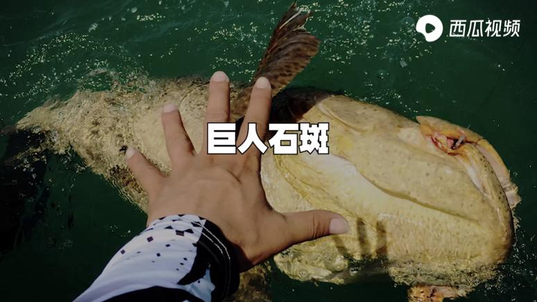 这4种鱼能让你变成百万富翁,钓到发财的鱼视频