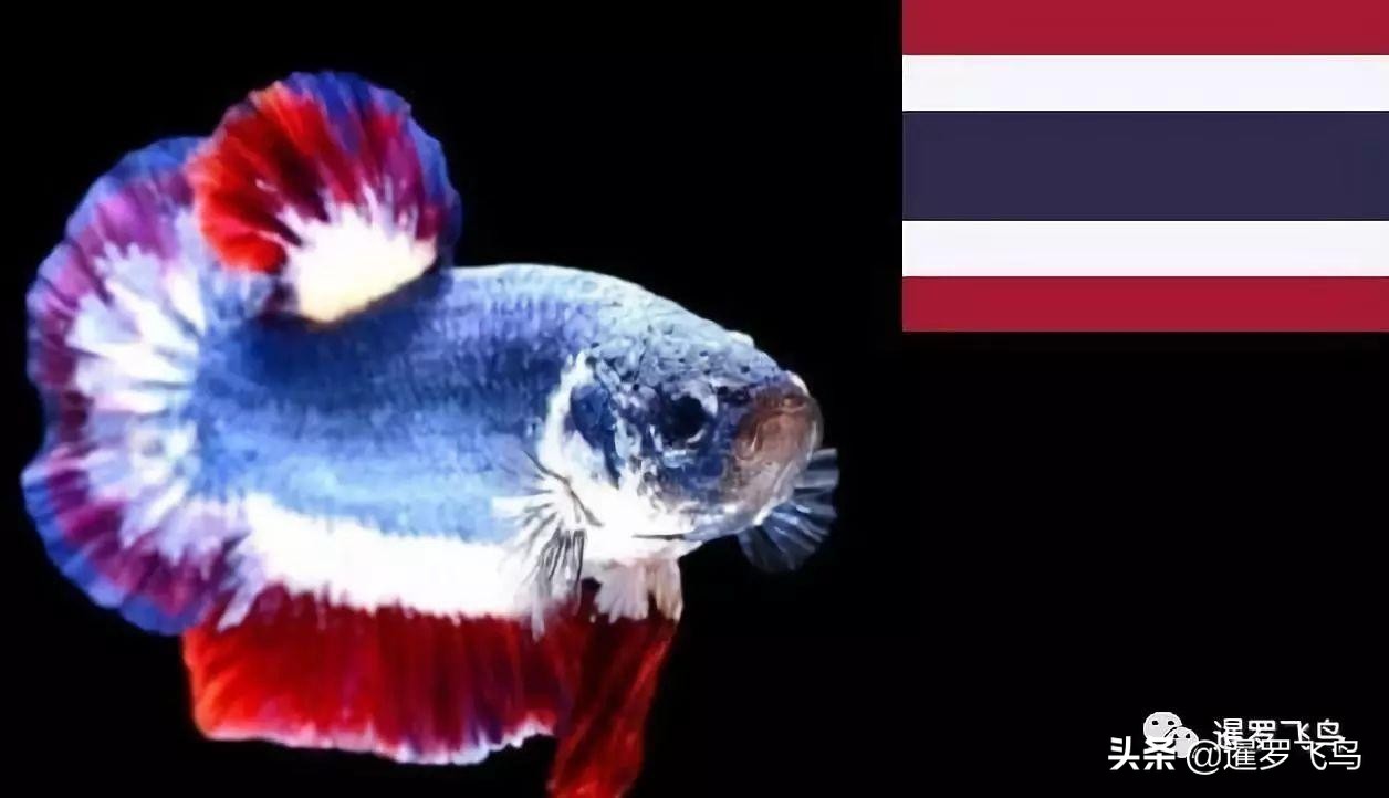 泰国宣布暹罗斗鱼为“国鱼”*旗国**鱼身价百倍