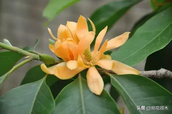 黄桷兰规格怎样,黄桷兰适应什么环境养护