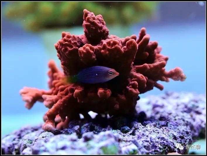 硬骨虫害,硬骨扁虫怎么消灭