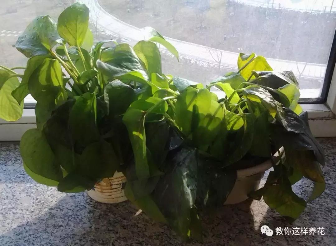 冬天绿萝冻伤后怎么补救,绿萝被冻伤根茎变黑叶子打蔫咋办