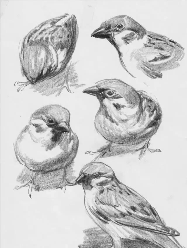 好看的动物素描,一看就会的动物素描