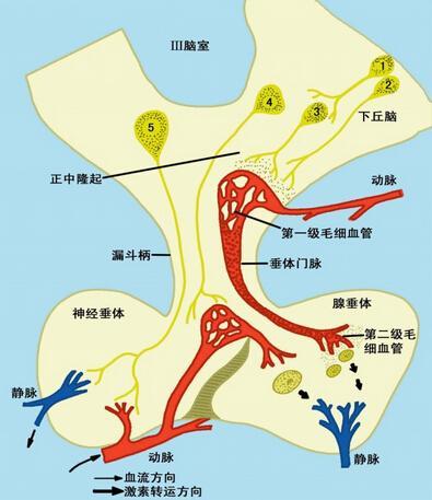宝宝三岁了憋不住尿裤子正常么,宝宝突然又开始尿裤子