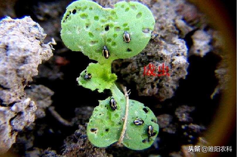 70%吡虫啉蚜虫飞虱蓟马杀虫剂,蚜虫与飞虱蓟马蚧壳虫的联系