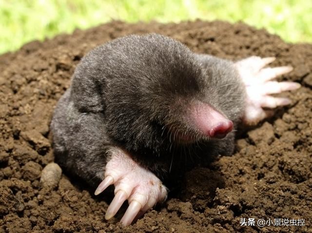 鼹鼠地鼠老鼠,鼹鼠和鼢鼠的区别图片