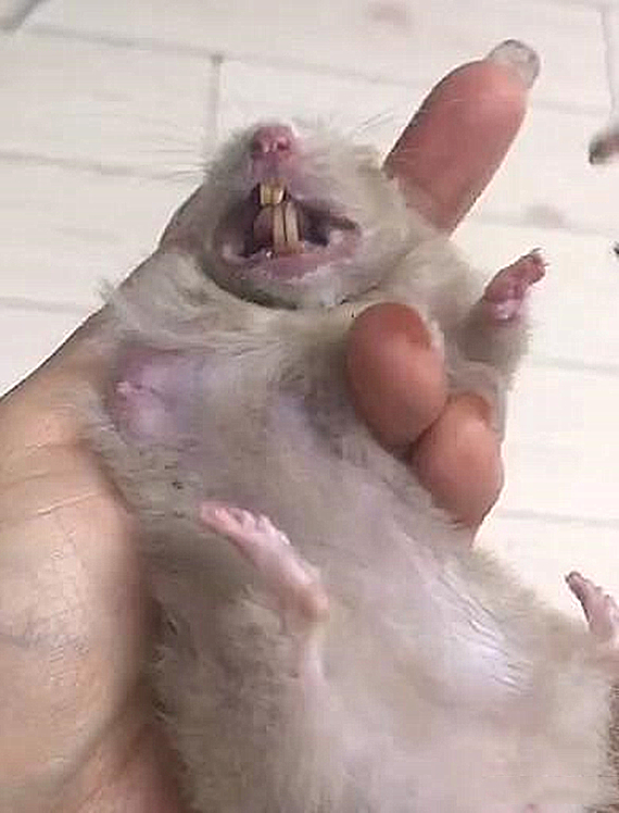 仓鼠牙齿一长一短要不要剪,仓鼠牙齿太长的一个视频