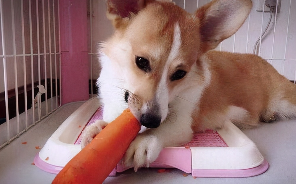 盘点柯基犬的缺点养之前得先知道,建议养柯基犬的四个理由