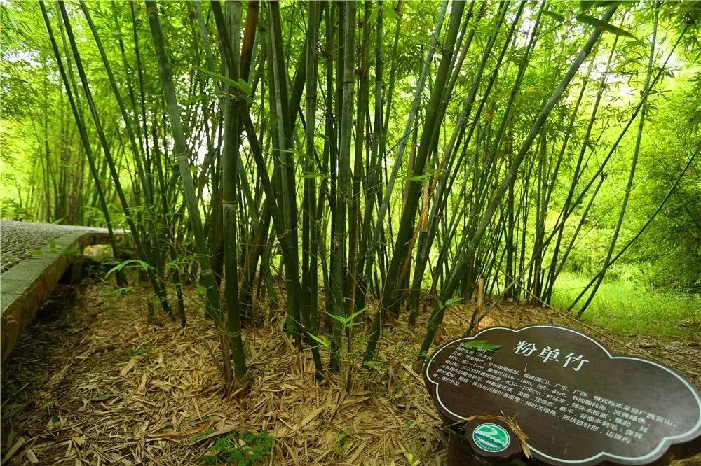 郑州春节周边景区免费景点大全,春节赏花的好去处