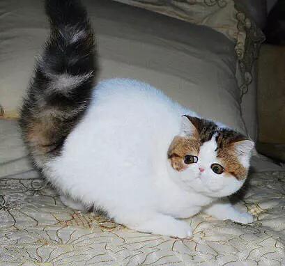 加菲猫有什么毛色,加菲猫有哪些毛色