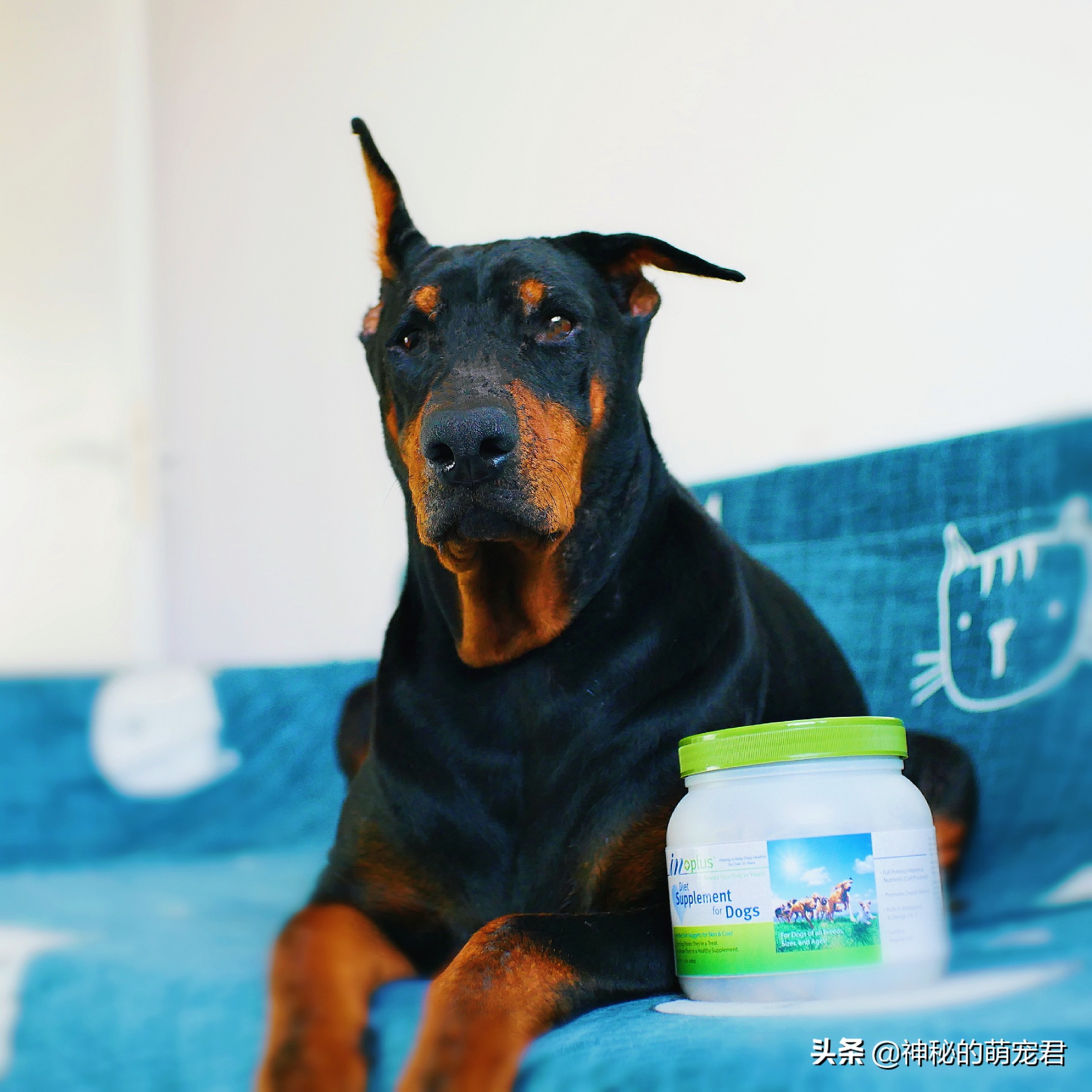 狗狗麦德氏卵磷脂,狗狗麦德氏卵磷脂一天吃多少粒