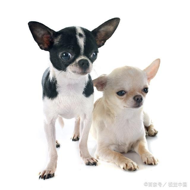 双鱼座狗狗性格特点,狗狗性格特点分析