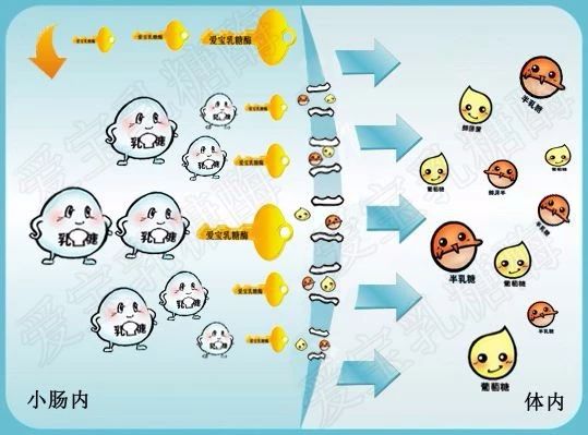 猫为什么不能喝牛奶而喝羊奶,小奶猫不让喝奶