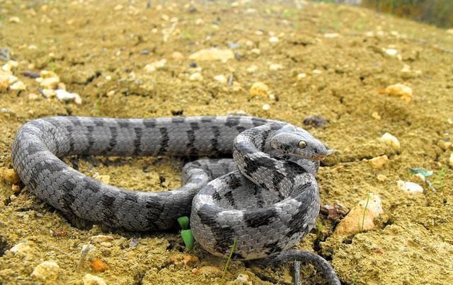 令人恐惧的毒蛇为什么猫却不怕,为什么毒蛇最怕猫
