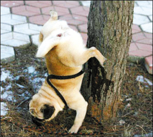 狗乱尿打了有用吗,狗在家里到处乱尿怎么纠正