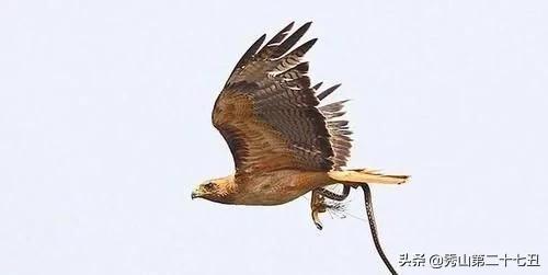 为什么老鹰等猛禽不吃喜鹊,老鹰毒蛇都敢吃为何喜鹊不敢呢