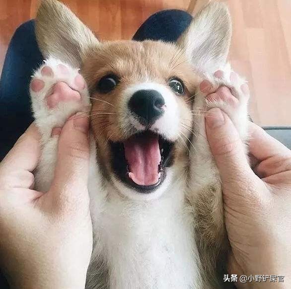 防止狗狗爪子干裂的方法,狗狗脚掌干裂可以擦凡士林吗